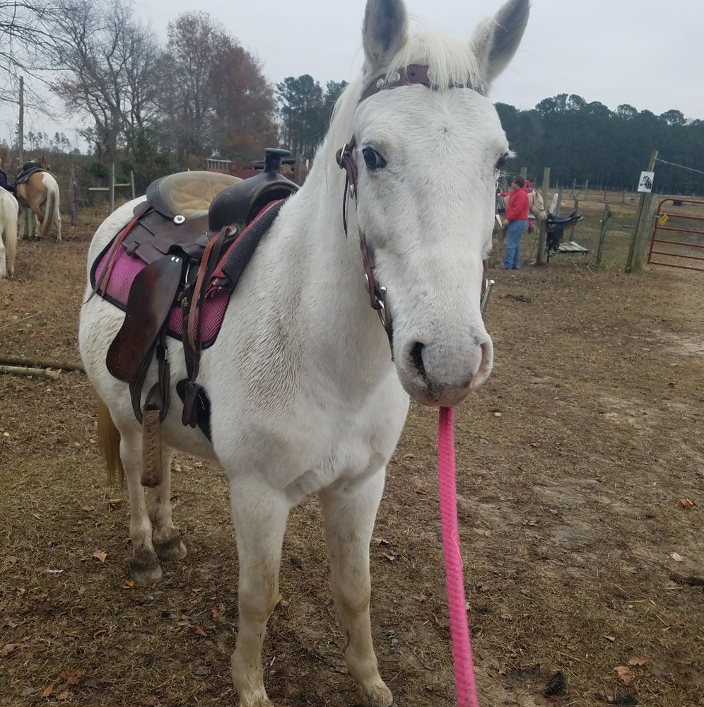 I'm a Fairy Godmother & I Ride A Unicorn! - Picture 3 of 3